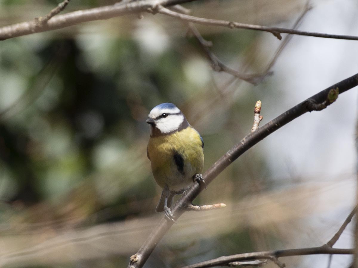 Bauch, Gesicht